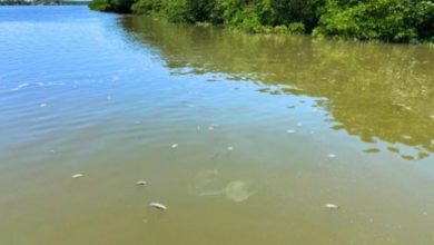 Photo of Audiência pública irá debater mortandade de peixes no rio Santo Antônio