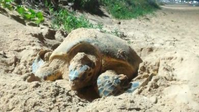 Photo of Tartaruga de pente desova em praia de Cruz das Almas, AL