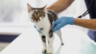 Photo of PC indicia falsa médica veterinária denunciada por tutora de gata em Maceió