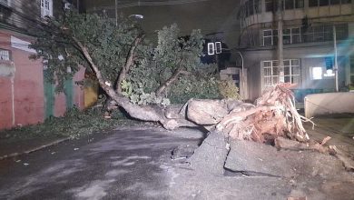 Photo of CHUVAS: Árvore de 10 metros cai durante a noite no Centro de Maceió