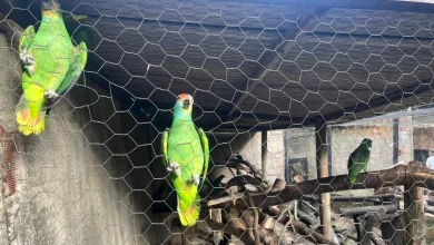Photo of Papagaios resgatados do tráficos chegam a Alagoas para reintrodução na natureza